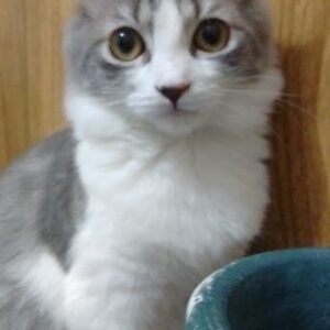 Prueba Poppy Venta